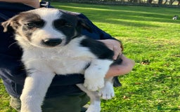Border Collie dogs for sale: Beautiful Border Collie Puppies - Image 6