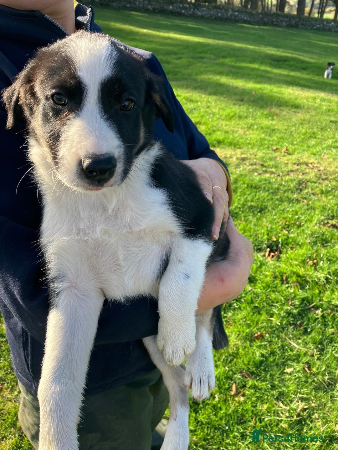 Border Collie dogs for sale: Beautiful Border Collie Puppies - Image 6
