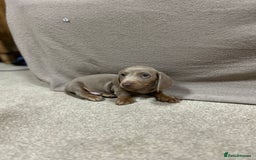 Miniature Dachshund dogs for sale: Stunning pure miniature dachshunds - Image 15