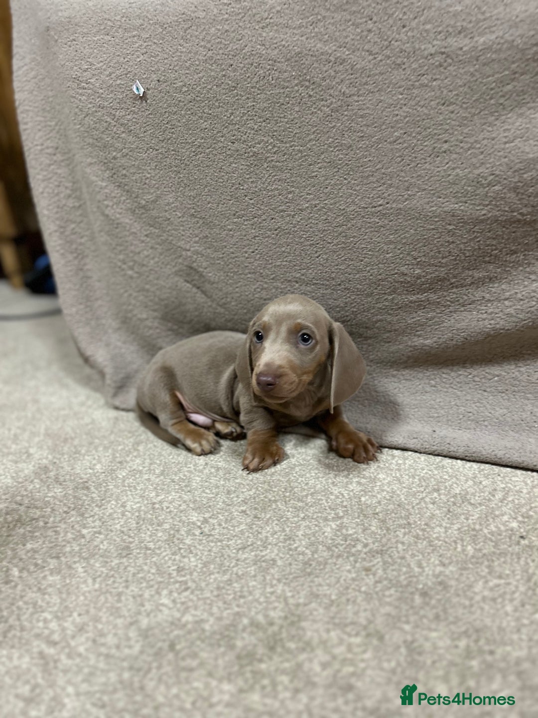 Miniature Dachshund dogs for sale: Stunning pure miniature dachshunds - Image 15