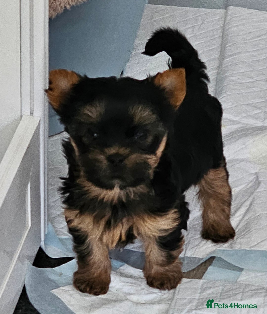Yorkshire Terrier dogs for sale: Beautiful Quality Yorkshire Terrier Litter  - Advert 12