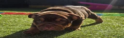 English Bulldog dogs for sale: Litter of bulldogs  - Advert 9