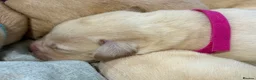 Labrador Retriever dogs for sale: Labrador puppies for sale  - Advert 7