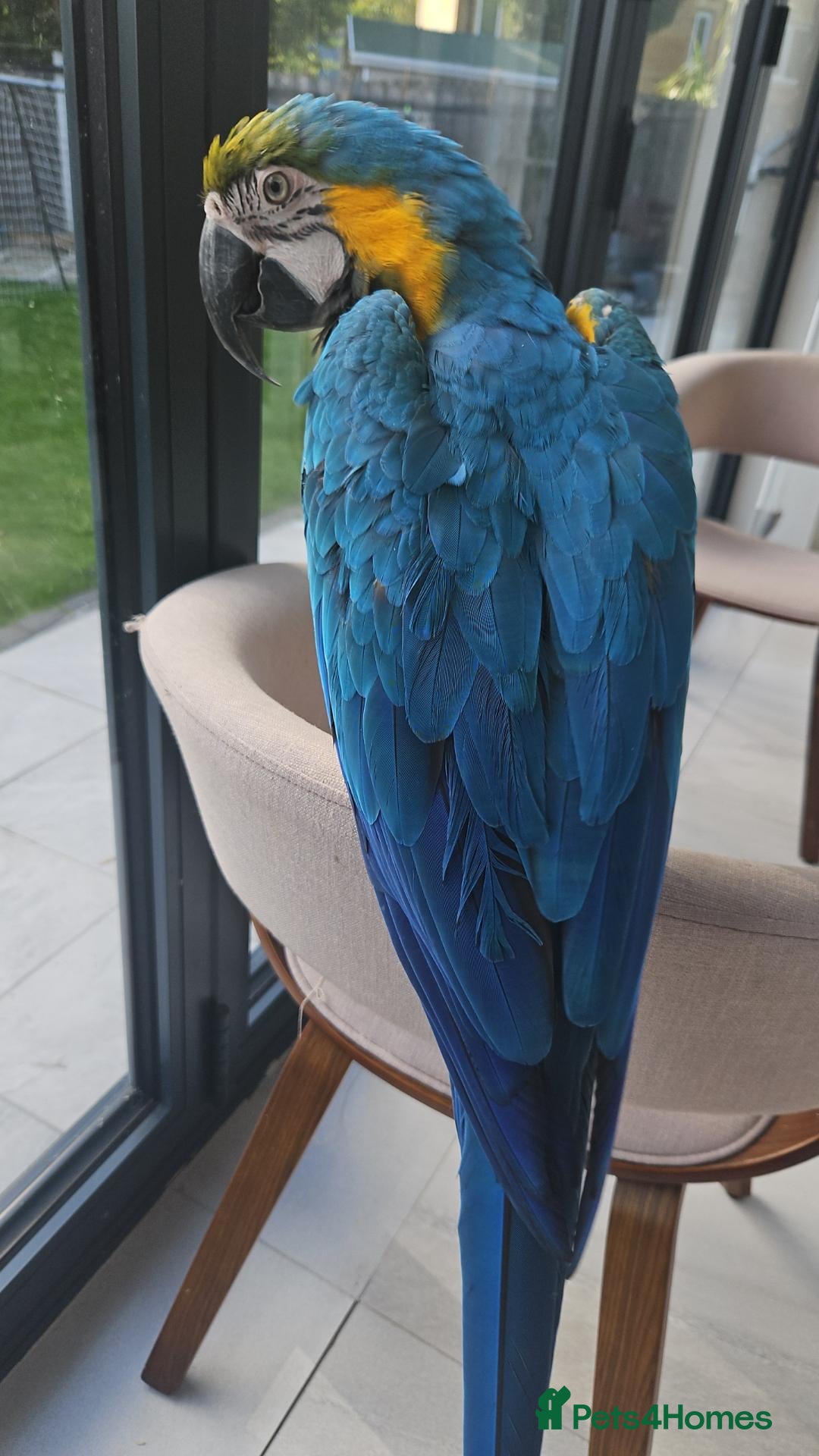 Macaws birds Stunning Blue and Gold macaw for sale - Advert 24