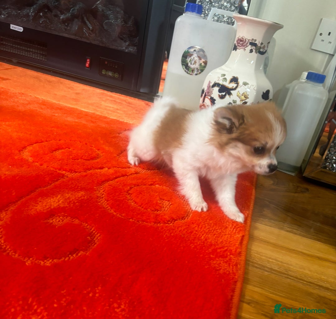 Pomchi dogs for sale: 1 Female Chihuahua/ Pomeranian - Image 3