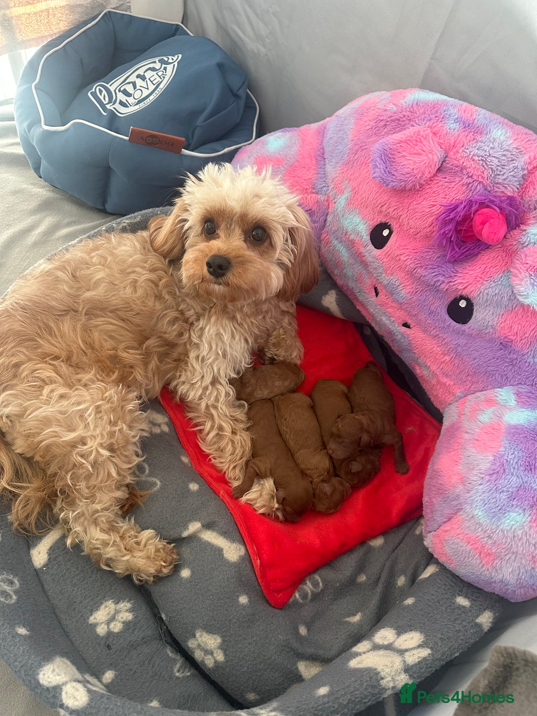 Cavapoo dogs for sale: Toy Cavapoo puppies  - Advert 1