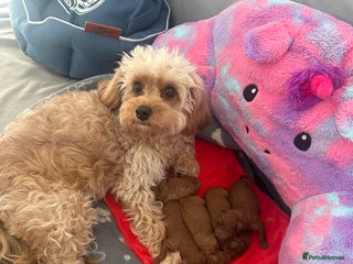 Cavapoo dogs Toy Cavapoo puppies - Advert 1