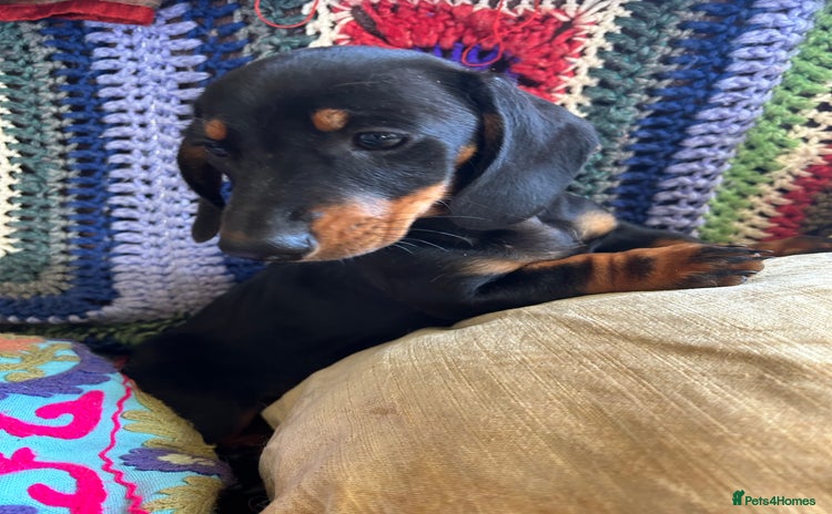 Miniature Dachshund dogs - Advert 13