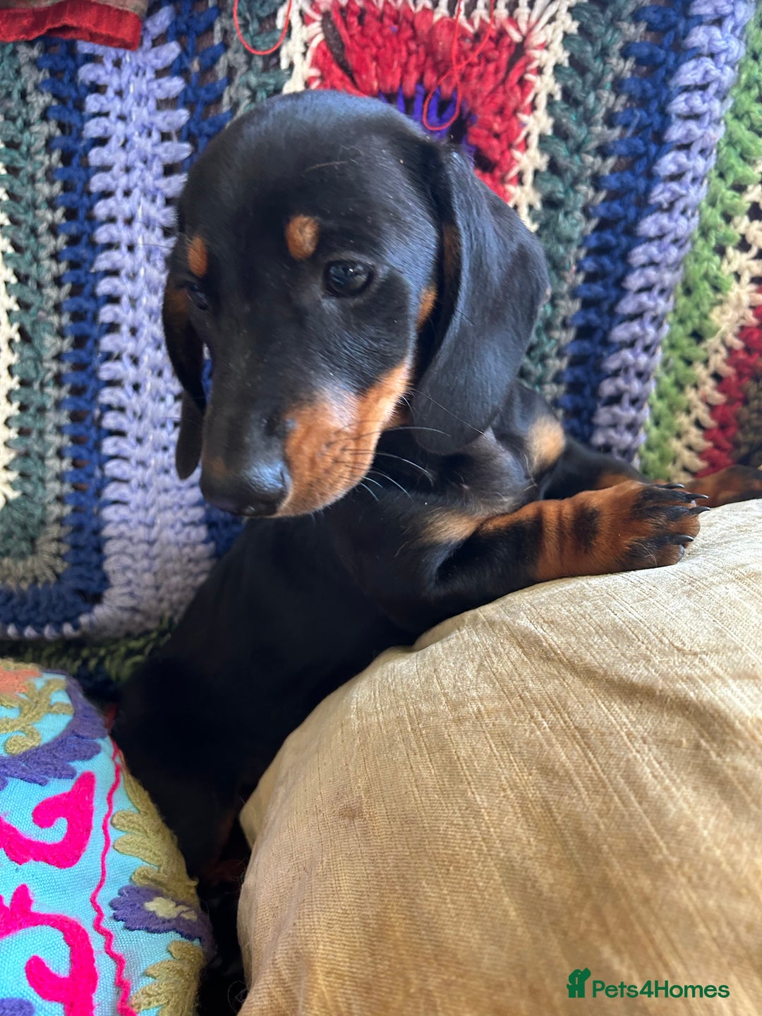 Miniature Dachshund dogs for sale: ABSOLUTELY GORGEOUS MINI DACHSHUND PUPS - Image 4