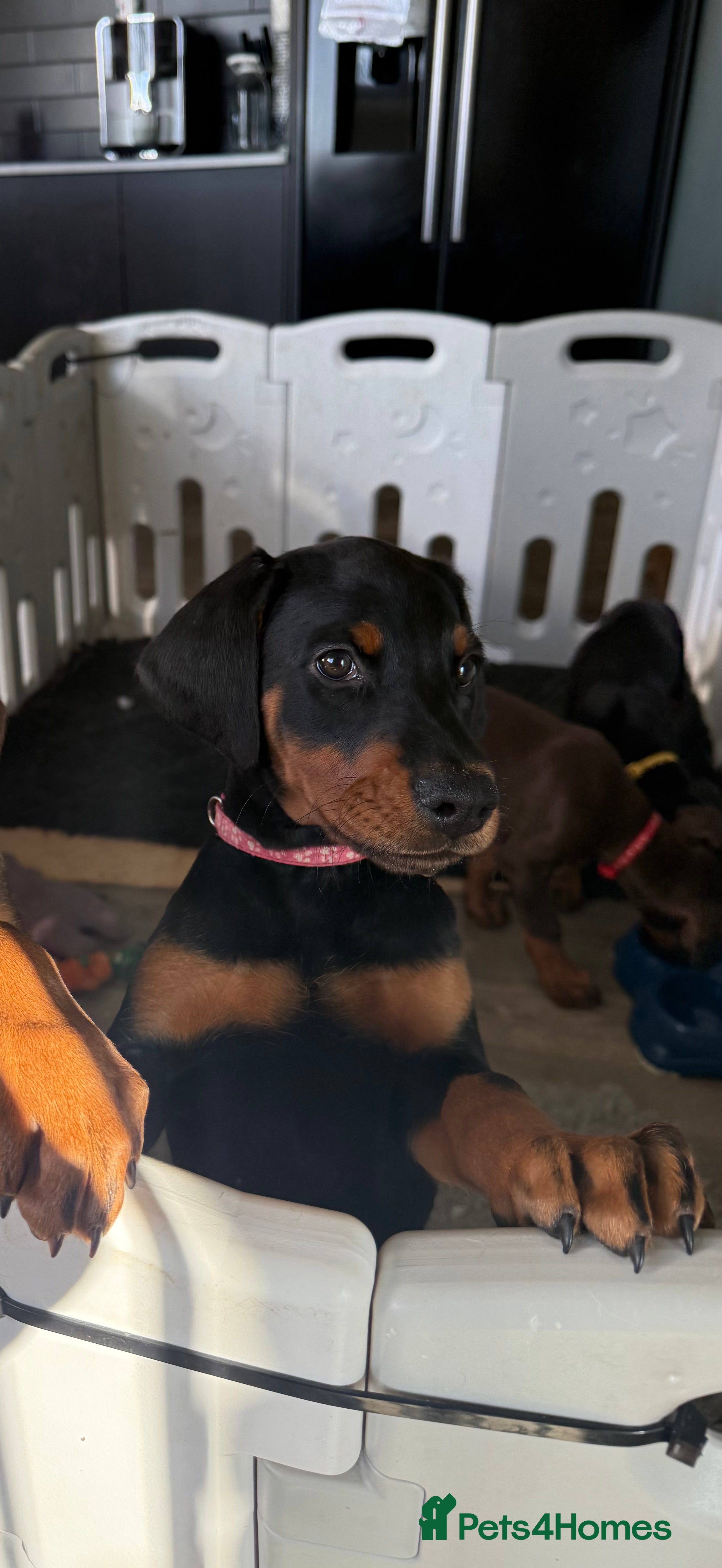 Dobermann dogs OUTSTANDING FULL EUROPEAN DOBERMAN - Advert 7