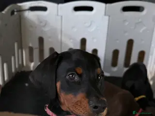 Dobermann dogs OUTSTANDING FULL EUROPEAN DOBERMAN - Advert 7