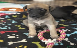 Whippet dogs for sale: 5 whippet puppies  - Image 6
