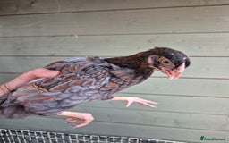 Chickens poultry for sale: 9 x LF wyandottes - Image 2