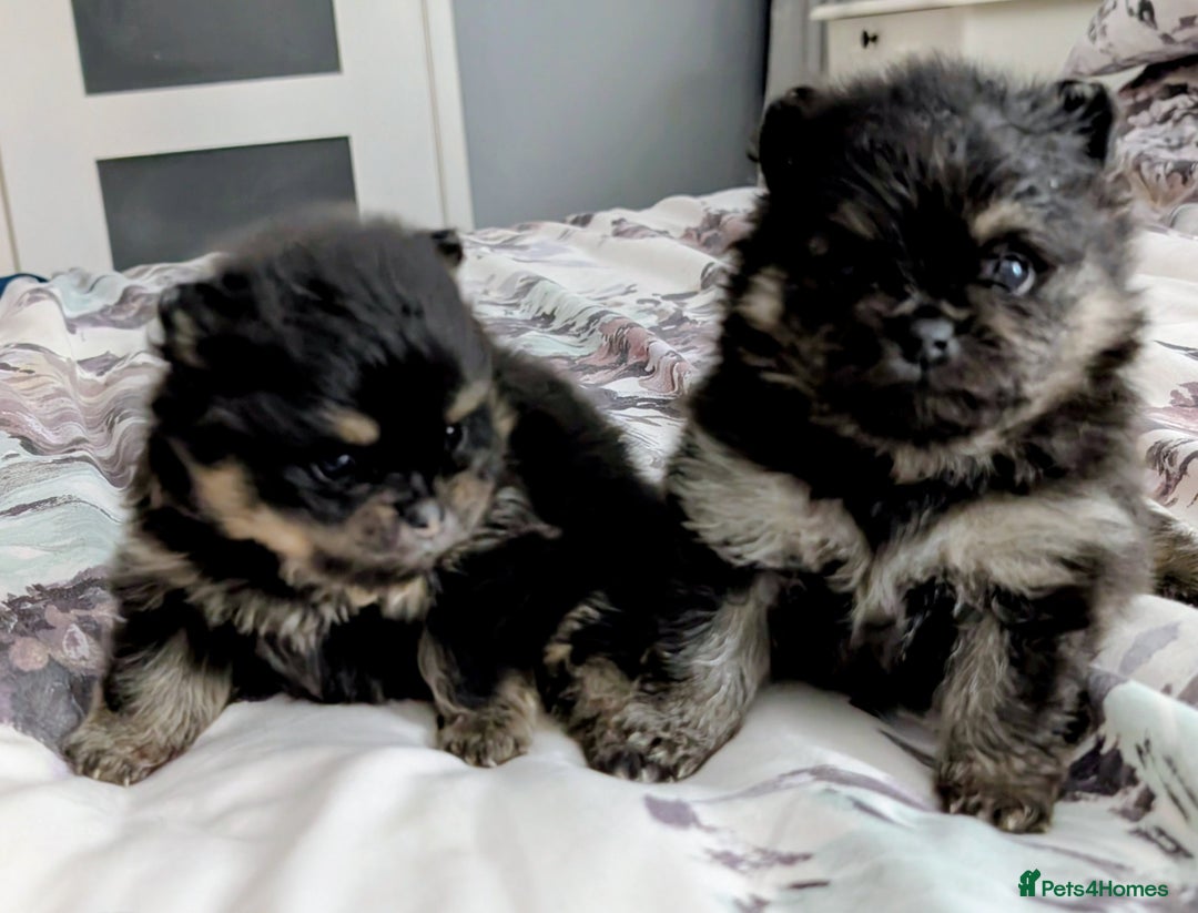 Pomeranian dogs for sale: All pups reserved  - Advert 32