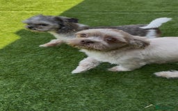 Mi-Ki dogs for sale: Mi ki toy puppies - Image 9