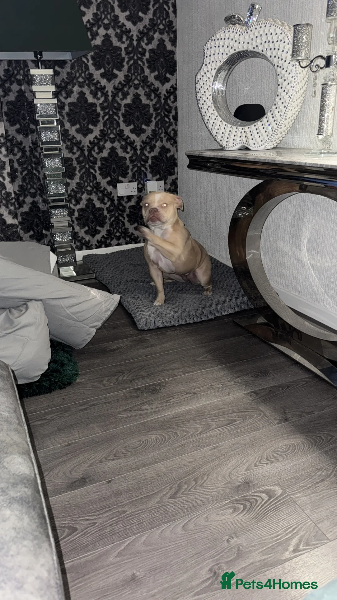 American Bully dogs for sale: 1 year old pocket bully  in Hyde - Advert 2