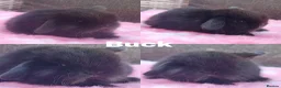 Mini Lop rabbits for sale: Stunning mini lops available for reserve  - Advert 1