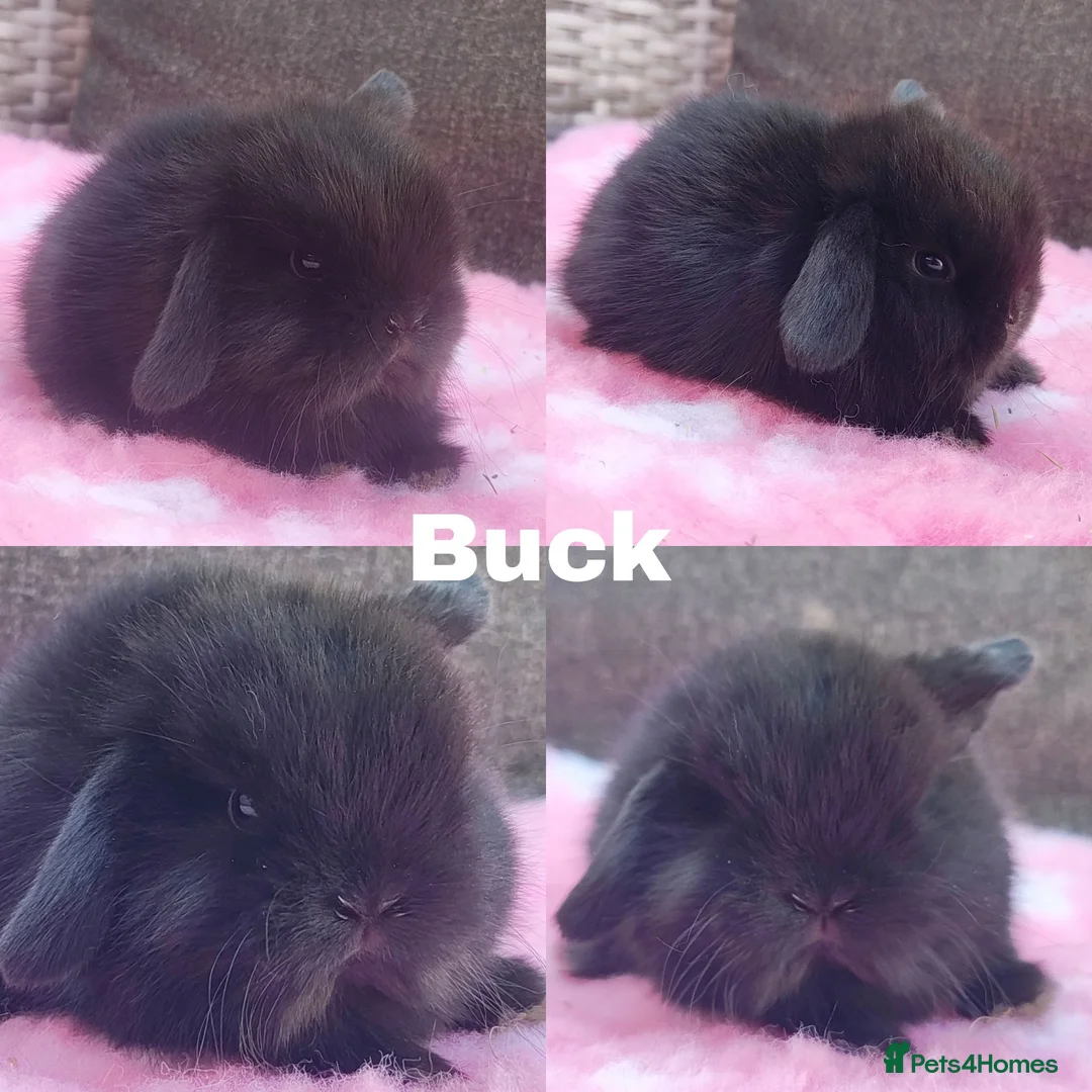 Mini Lop rabbits for sale: Stunning mini lops available for reserve  - Advert 1