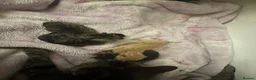 Mixed Breed cats for sale: Kittens looking for loving homes - Advert 6