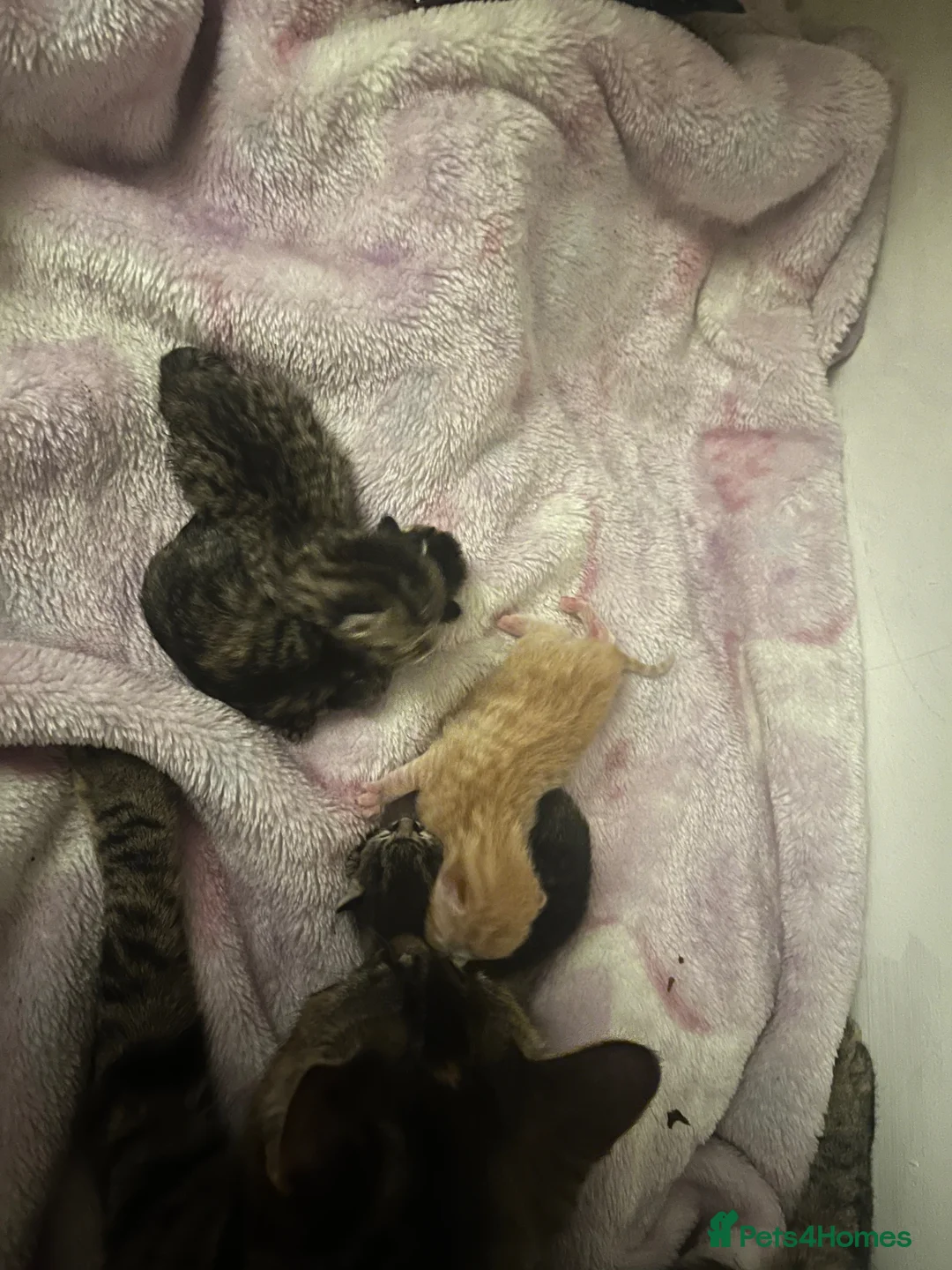 Mixed Breed cats for sale: Kittens looking for loving homes - Advert 6