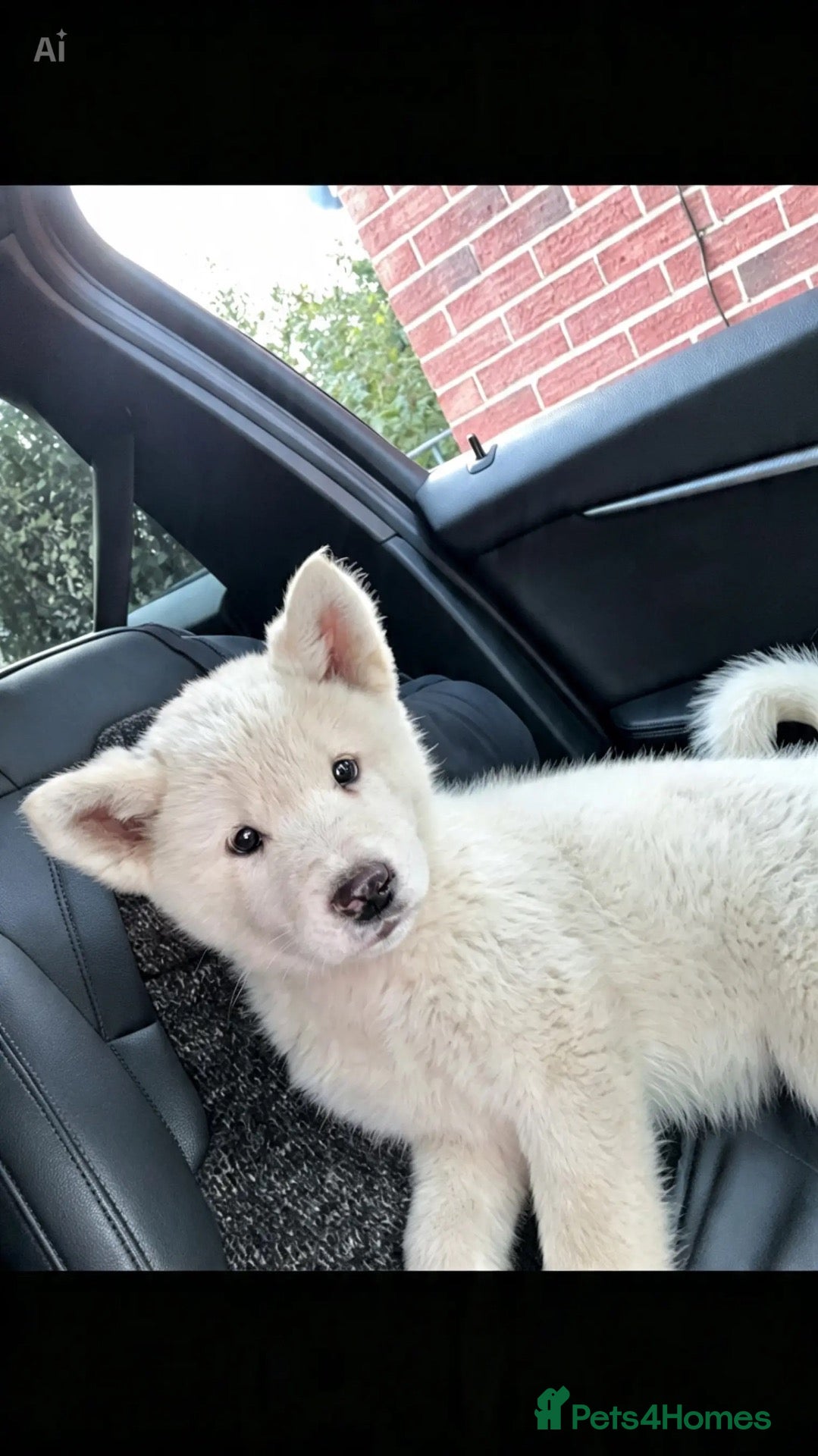Akita dogs Akita female for sale  - Advert 2