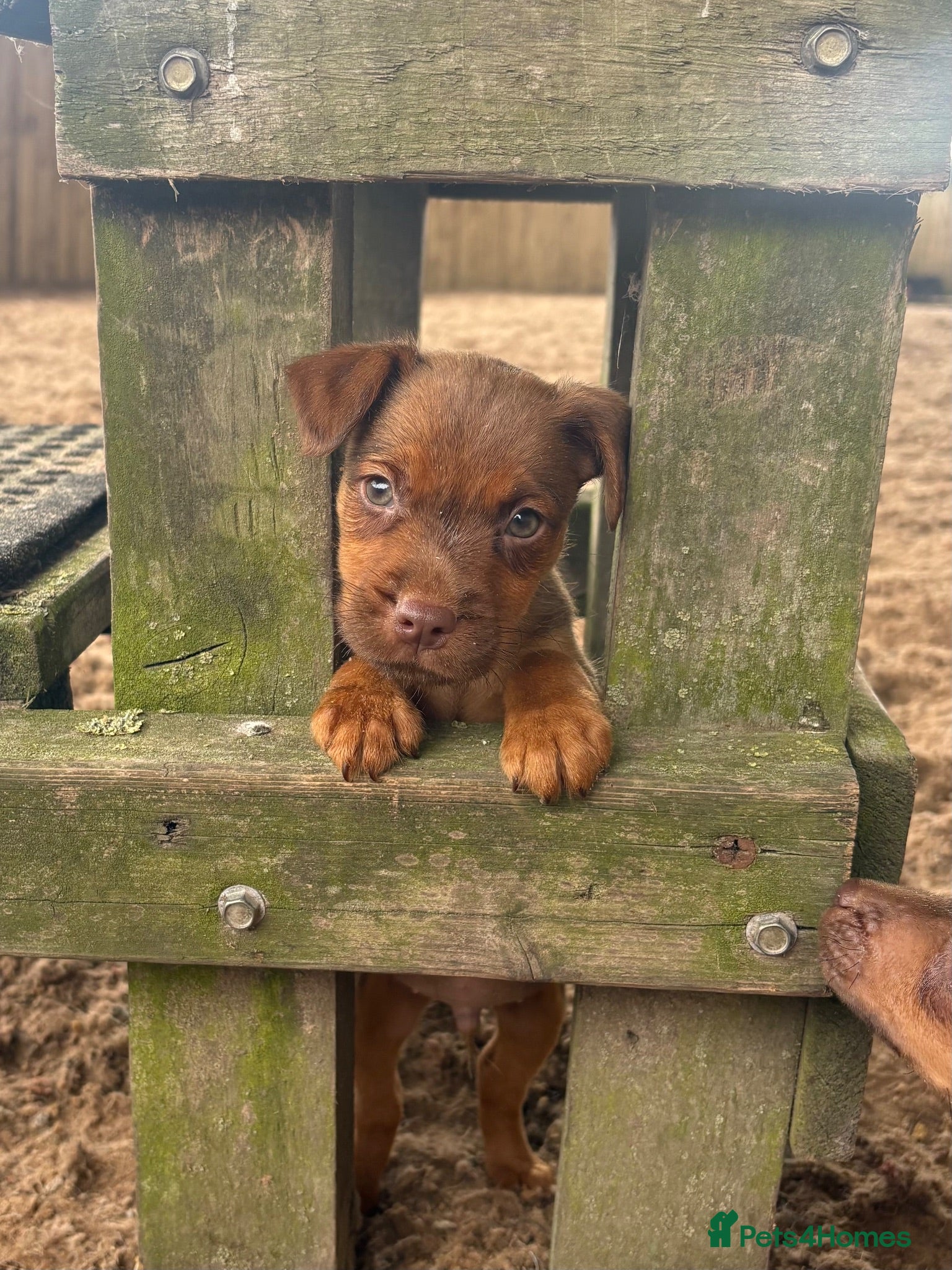 Patterdale Terrier dogs Quality Patterdale Pups Available  - Advert 1