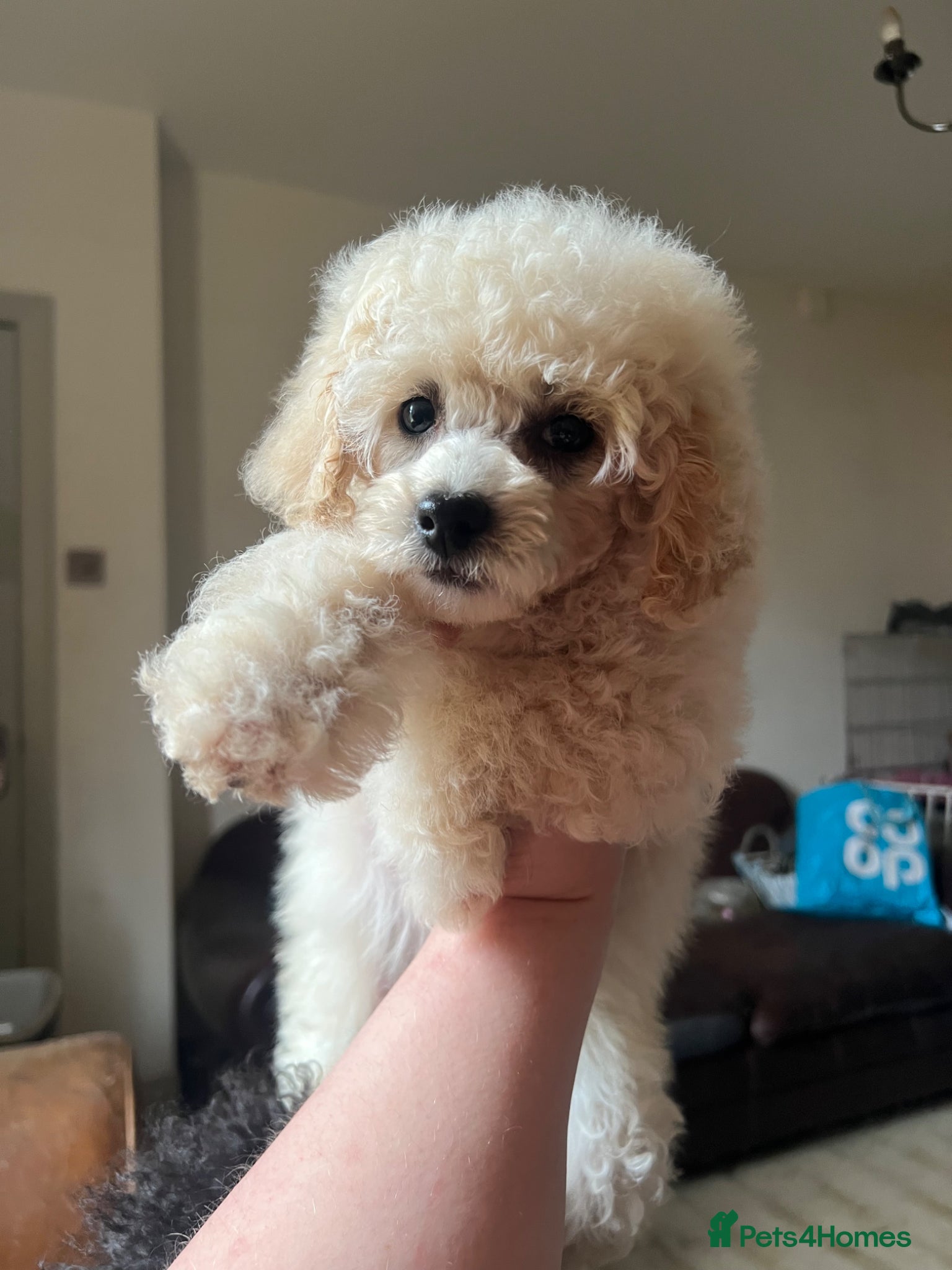 Toy Poodle dogs KC reg Toy Poodles - 1 LEFT vaccinated and ready - Advert 18