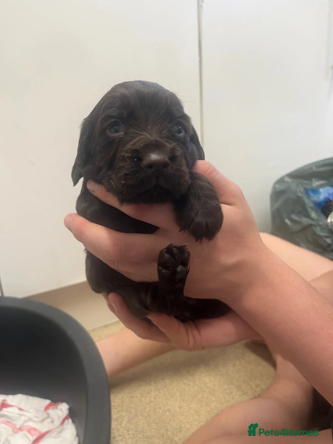 Cocker Spaniel dogs for sale: Kc registered  cocker spaniels - Advert 1