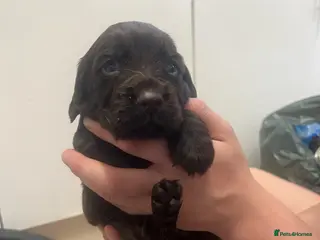 Cocker Spaniel dogs Kc yeah cocker spaniels - Advert 13