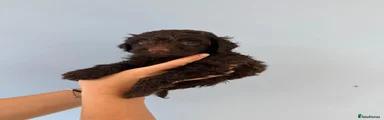 Cockapoo 3