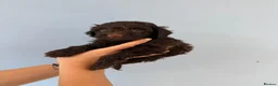 Cockapoo dogs for sale: ✨Ready now ✨ F1B Cockapoo Puppies 4 Left  - Advert 40