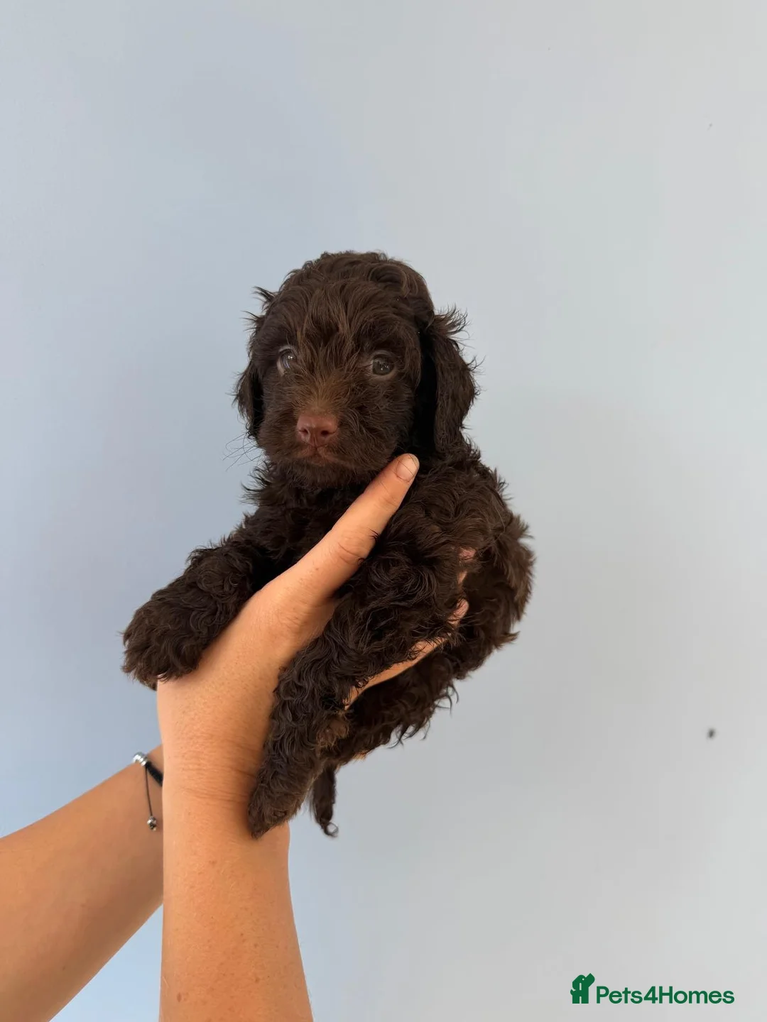 Cockapoo dogs for sale: ✨Ready now ✨ F1B Cockapoo Puppies 4 Left  - Advert 40