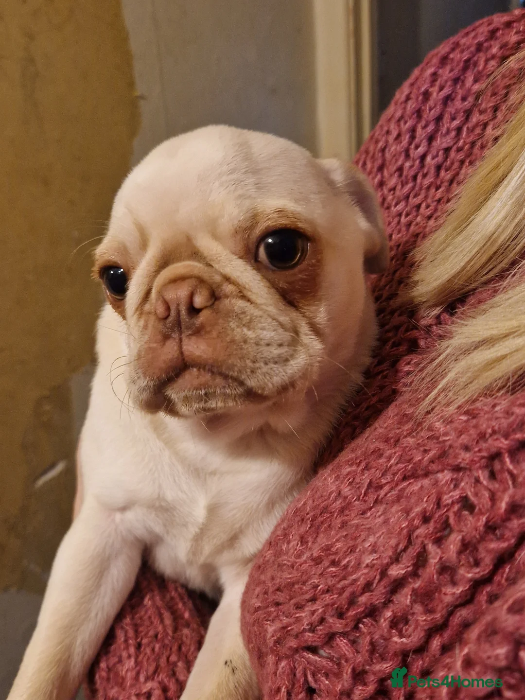 Pug dogs for sale: White and chocolate Pug Puppy  - Advert 2