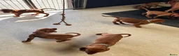 Hungarian Vizsla dogs for sale: Gorgeous Hungarian Vizsla puppies  - Advert 17