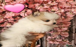 Pomeranian dogs for sale: Waaaaw #SUPERB #POMERANIAN's - Image 1