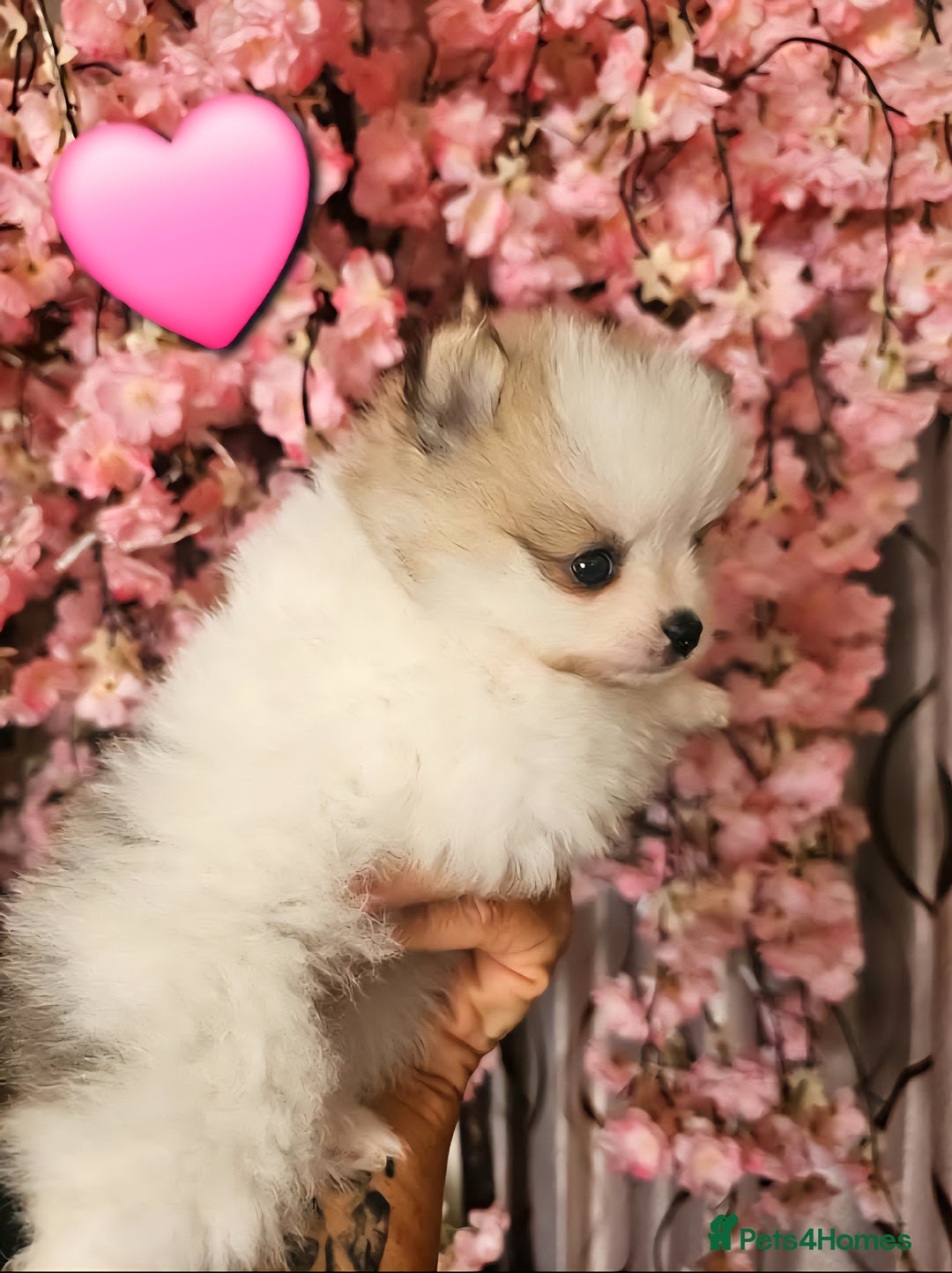 Pomeranian dogs for sale: Waaaaw #SUPERB #POMERANIAN's - Image 1