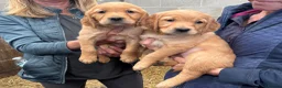 Golden Retriever dogs for sale: Beautiful litter of golden retriever puppies  in Bolton - Advert 2