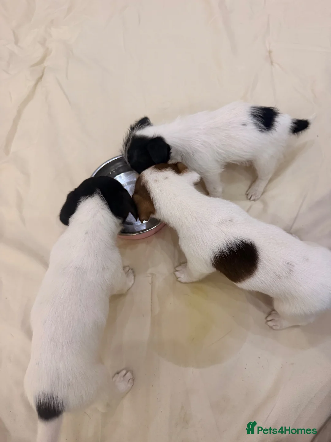 Mixed Breed dogs for sale: Jack Russel cross border puppies  in Tredegar - Advert 22