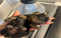 Miniature Dachshund dogs for sale: Stunning Kc Reg Long Hair Mini Dachshund puppies - Image 8