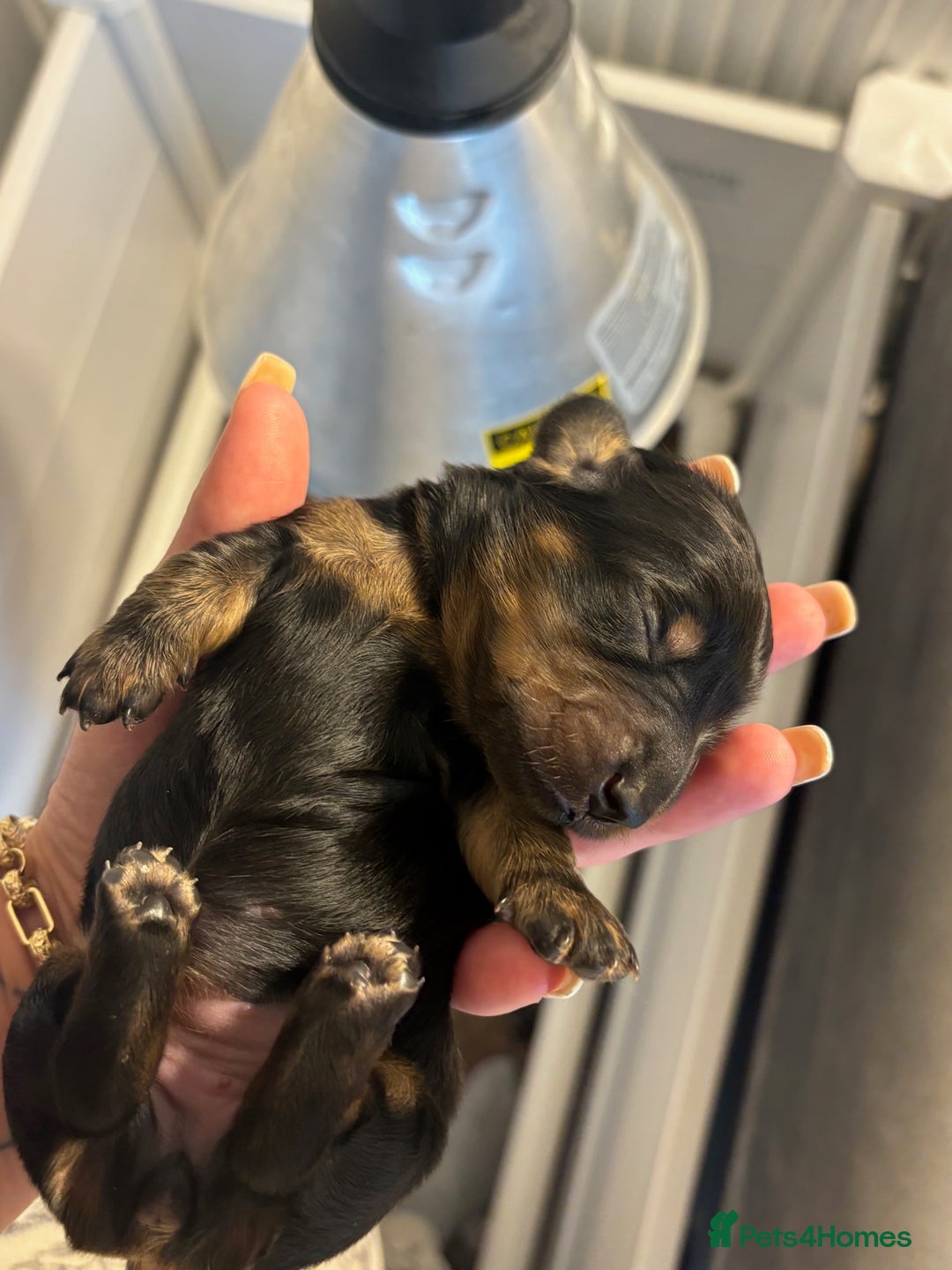 Miniature Dachshund dogs for sale: Stunning Kc Reg Long Hair Mini Dachshund puppies - Image 8
