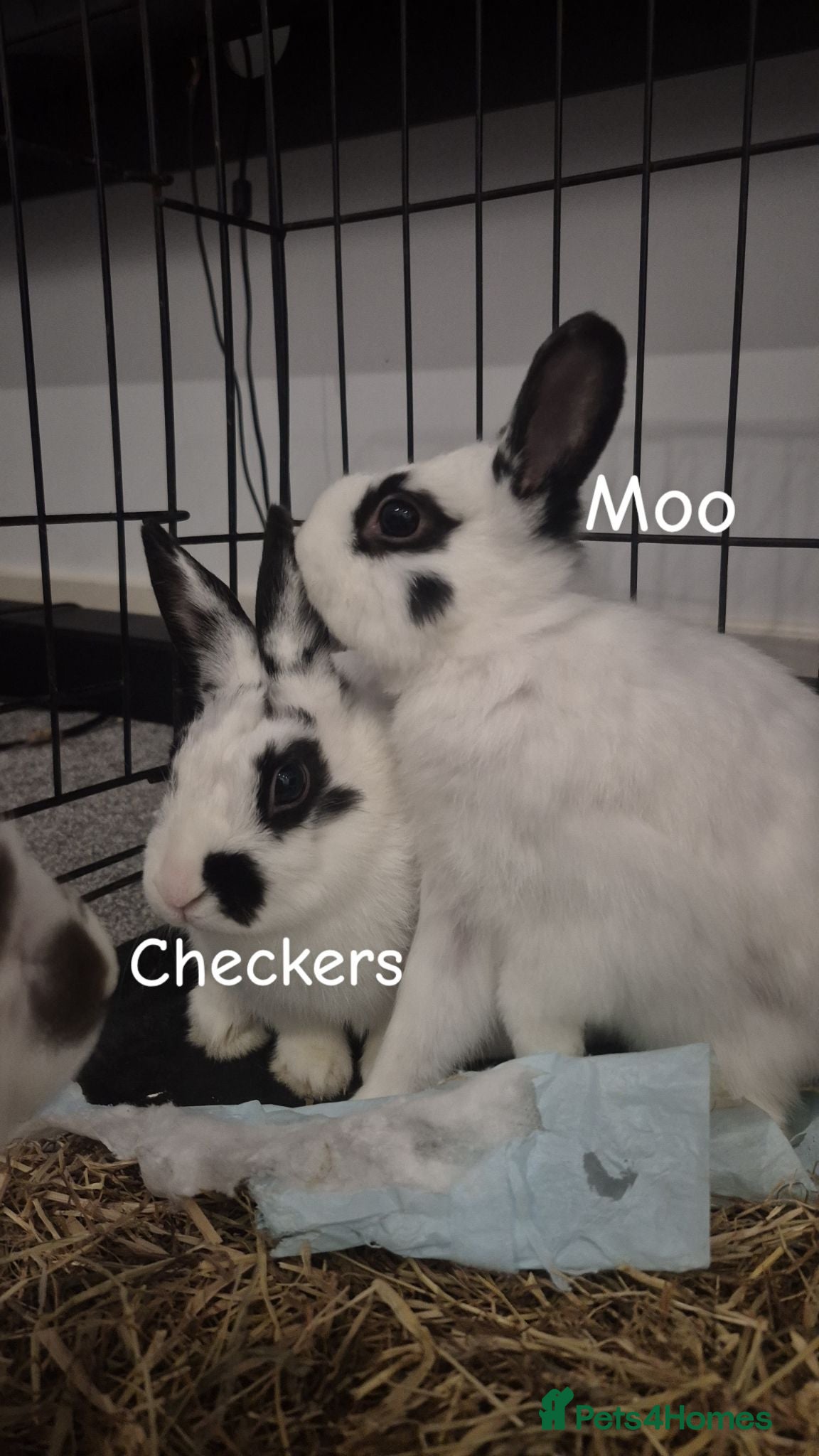 Mixed Breed rabbits Range of rabbits available  - Advert 3