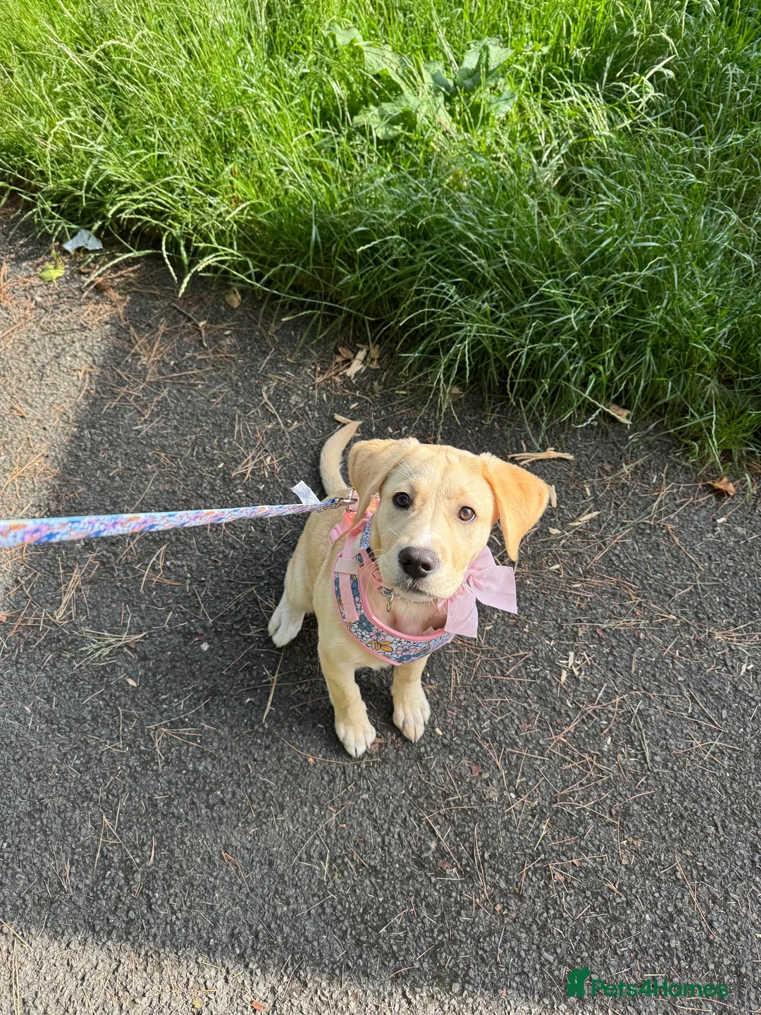 Labrador Retriever dogs for sale: Labrador Pup – Fully Vaccinated & Fully Trained - Advert 1