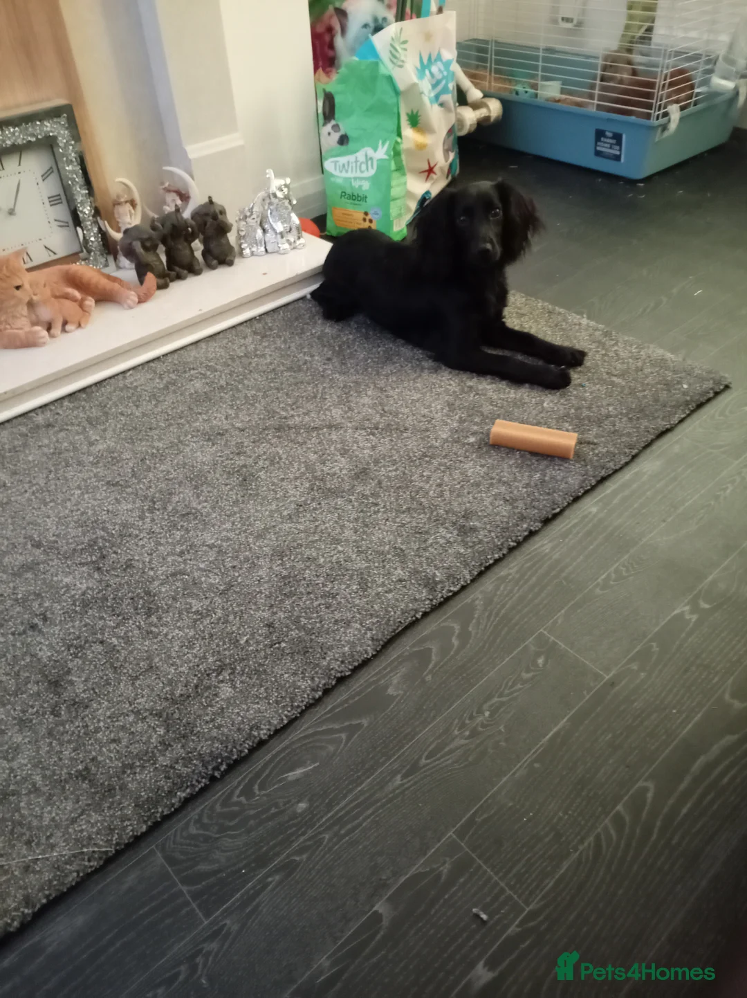 Cocker Spaniel dogs for sale: Cocker spaniel pup  - Advert 1