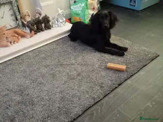 Cocker Spaniel dogs Cocker spaniel pup - Advert 1