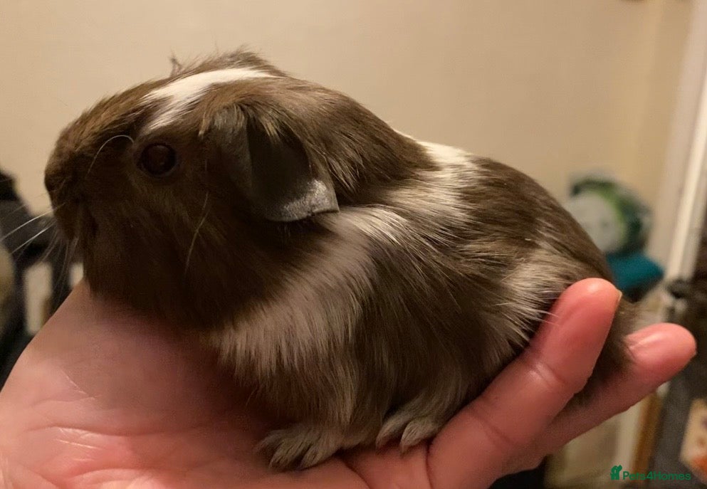 Guinea Pig rodents Gorgeous baby Guinea pigs - Advert 10