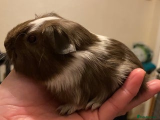 Guinea Pig rodents Gorgeous baby Guinea pigs - Advert 10