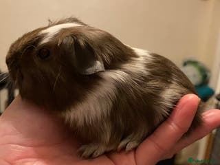 Guinea Pig rodents Gorgeous baby Guinea pigs - Advert 12