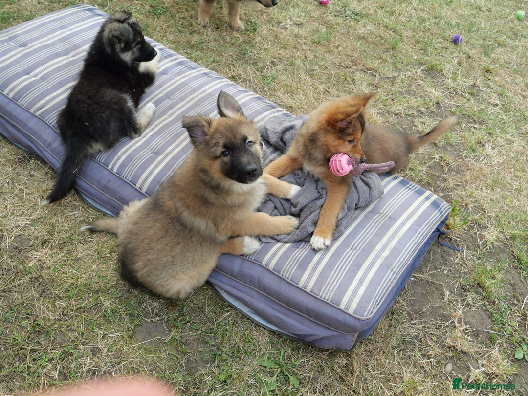 Mixed Breed dogs for sale: Shollies  in Rochdale - Image 34