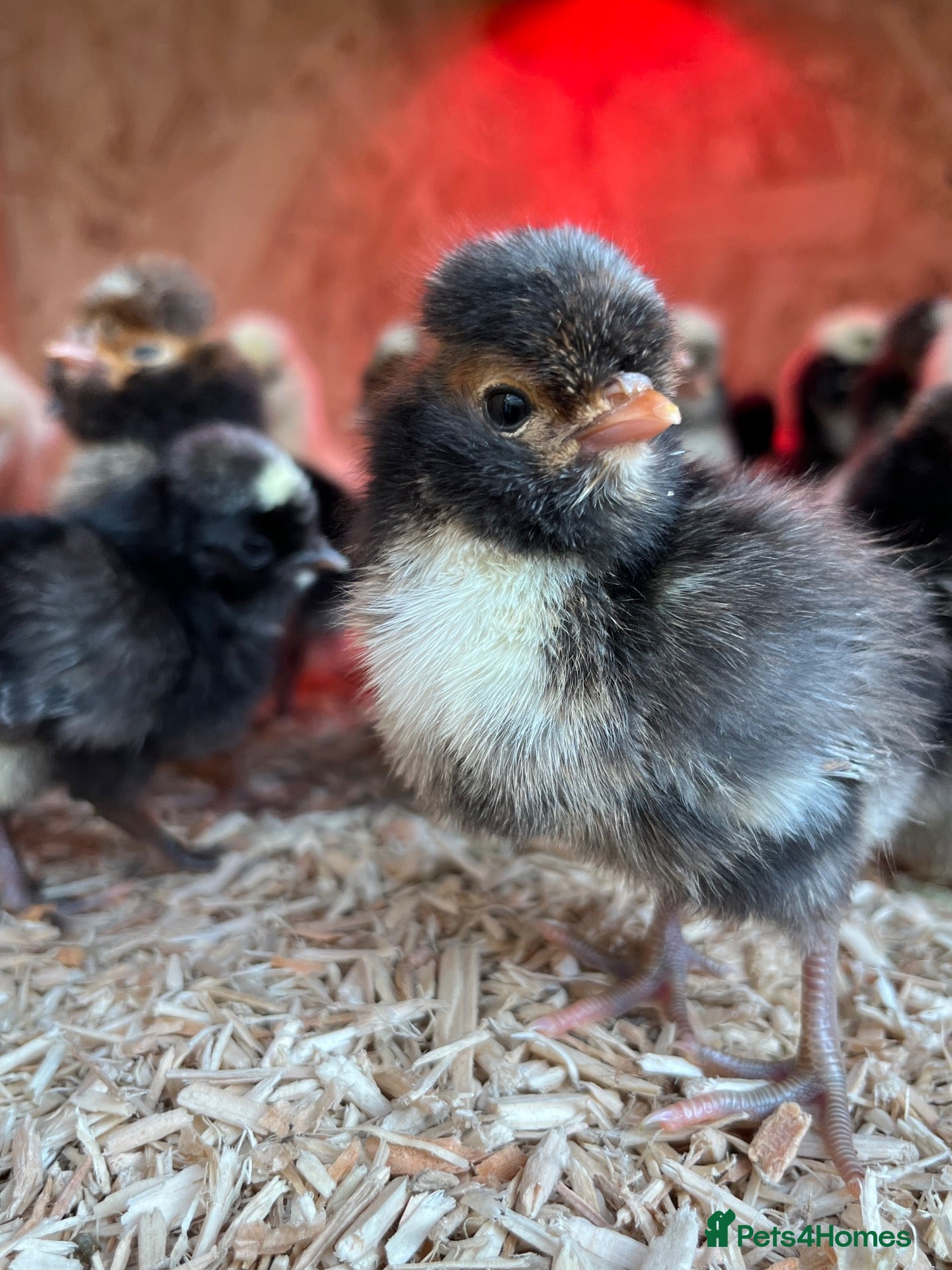 Chickens poultry Day old upto 4 weeks polish/frizzle- & silkies   - Advert 7