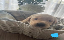 Labrador Retriever dogs for sale: Beautiful chunky yellow  Labrador puppy’s  - Image 4